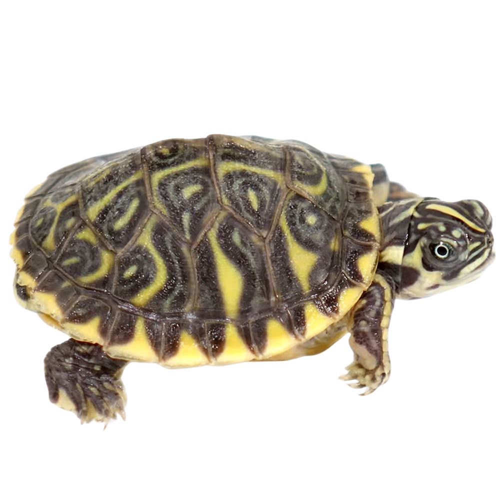 baby-hypo-yellowbelly-slider-turtle baby hypo yellowbelly slider turtle