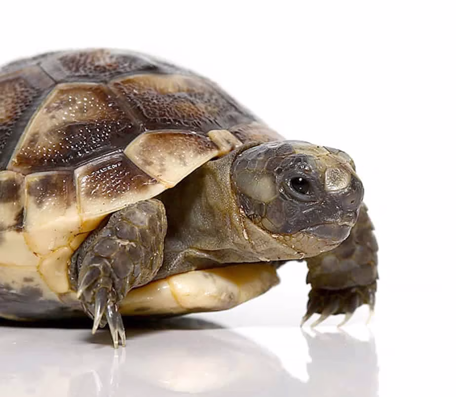 baby-ibera-greek-tortoise baby ibera greek tortoise e1750442651457