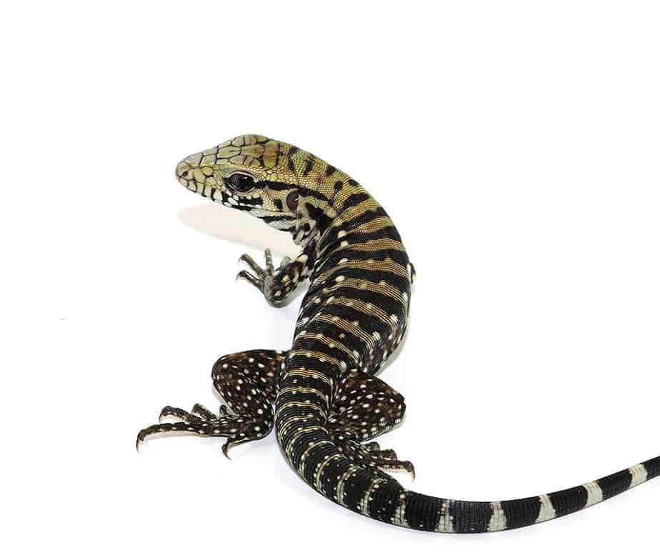 baby-ice-tegu-100-het-albino baby ice tegu 100 het albino e1749700751756