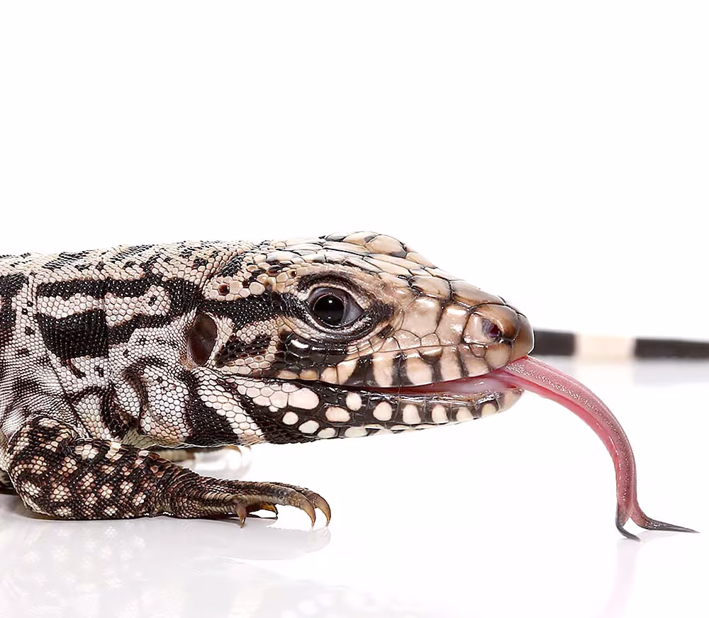baby-ice-tegu baby ice tegu e1749700960771