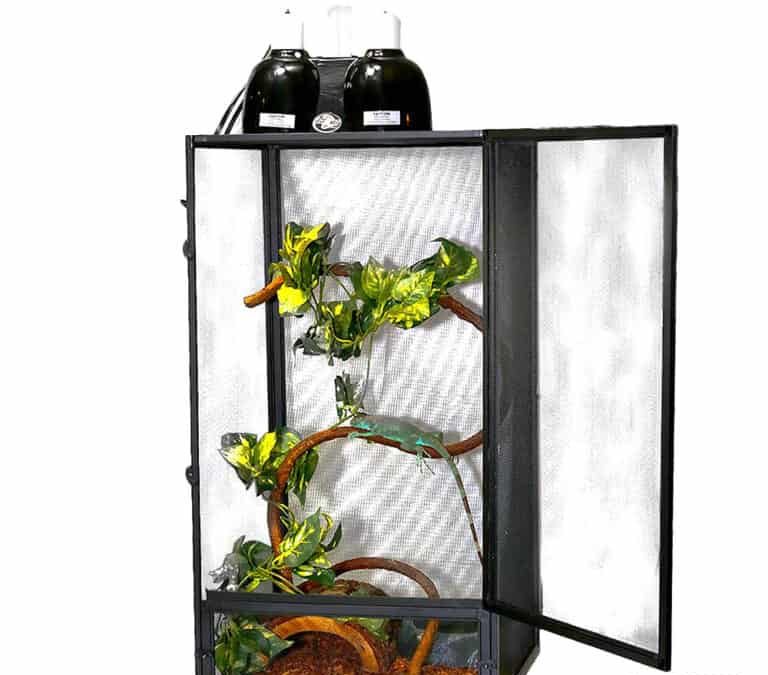 baby-iguana-setup baby iguana setup e1749837054870