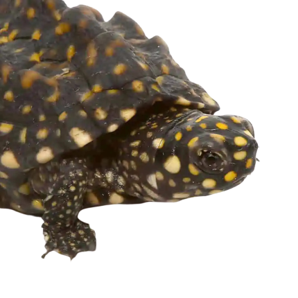 Baby Indian Spotted Pond Turtle