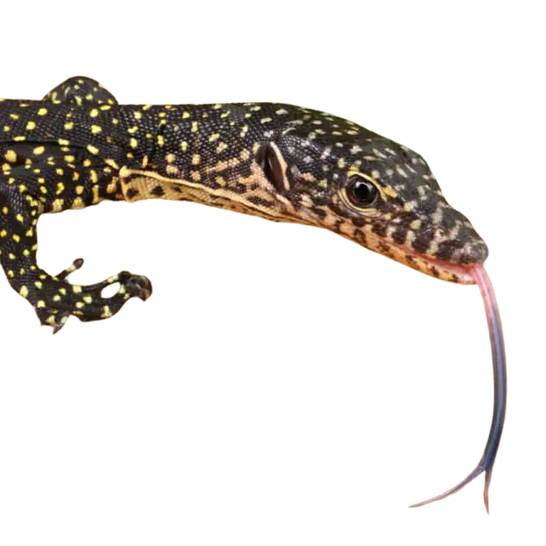 baby-indonesian-mangrove-monitor (1) baby indonesian mangrove monitor 1
