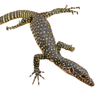 Baby Indonesian Mangrove Monitor