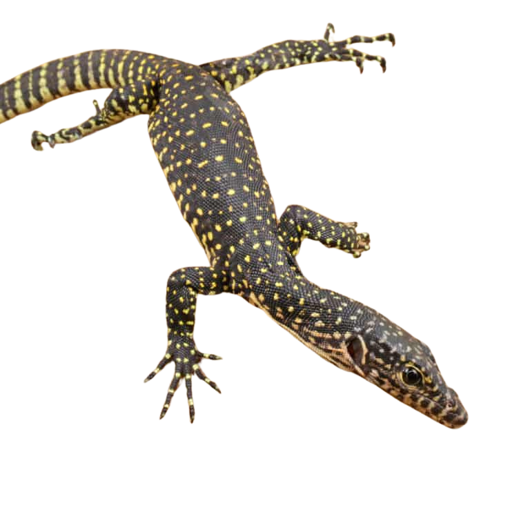 baby-indonesian-mangrove-monitor (2) baby indonesian mangrove monitor 2