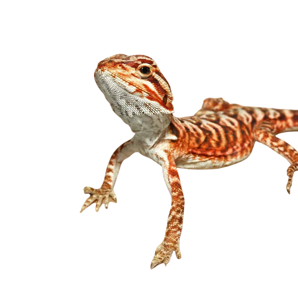 baby-inferno-leatherback-bearded-dragon-4-–-5″ baby inferno leatherback bearded dragon 4 – 5″