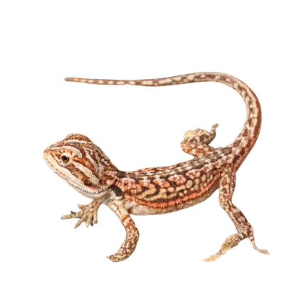 Baby Inferno Leatherback Dunner Bearded Dragon (4 – 5″)