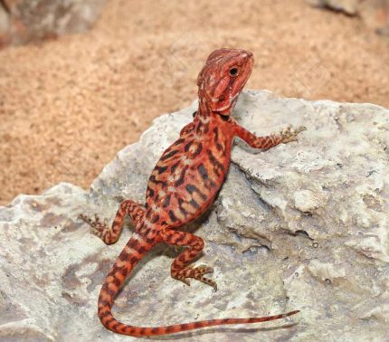 Baby Inferno Translucent Leatherback Bearded Dragon (4 – 5″)