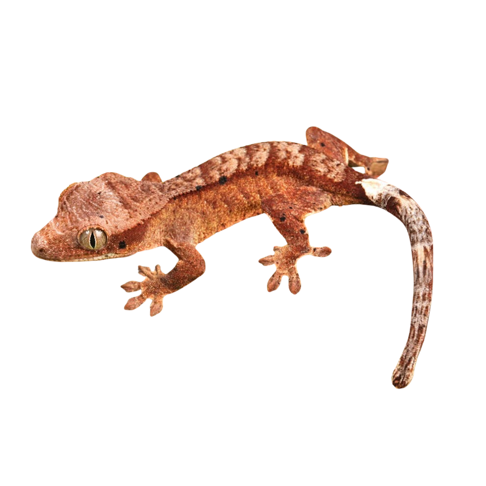 baby-inkspot-crested-gecko (1) baby inkspot crested gecko 1