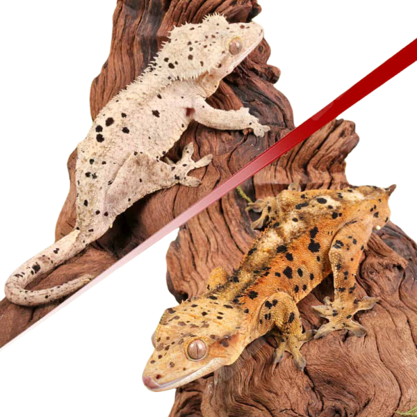 Baby Inkspot Crested Gecko