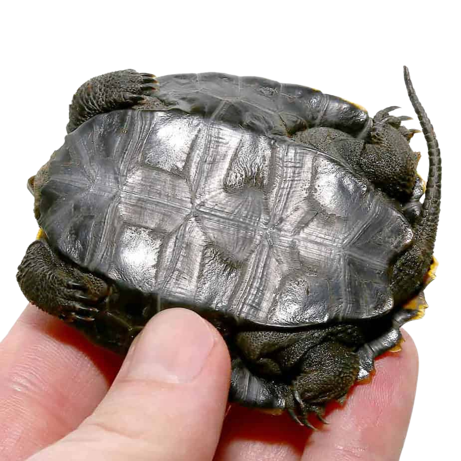 baby-japanese-wood-turtle (1) baby japanese wood turtle 1