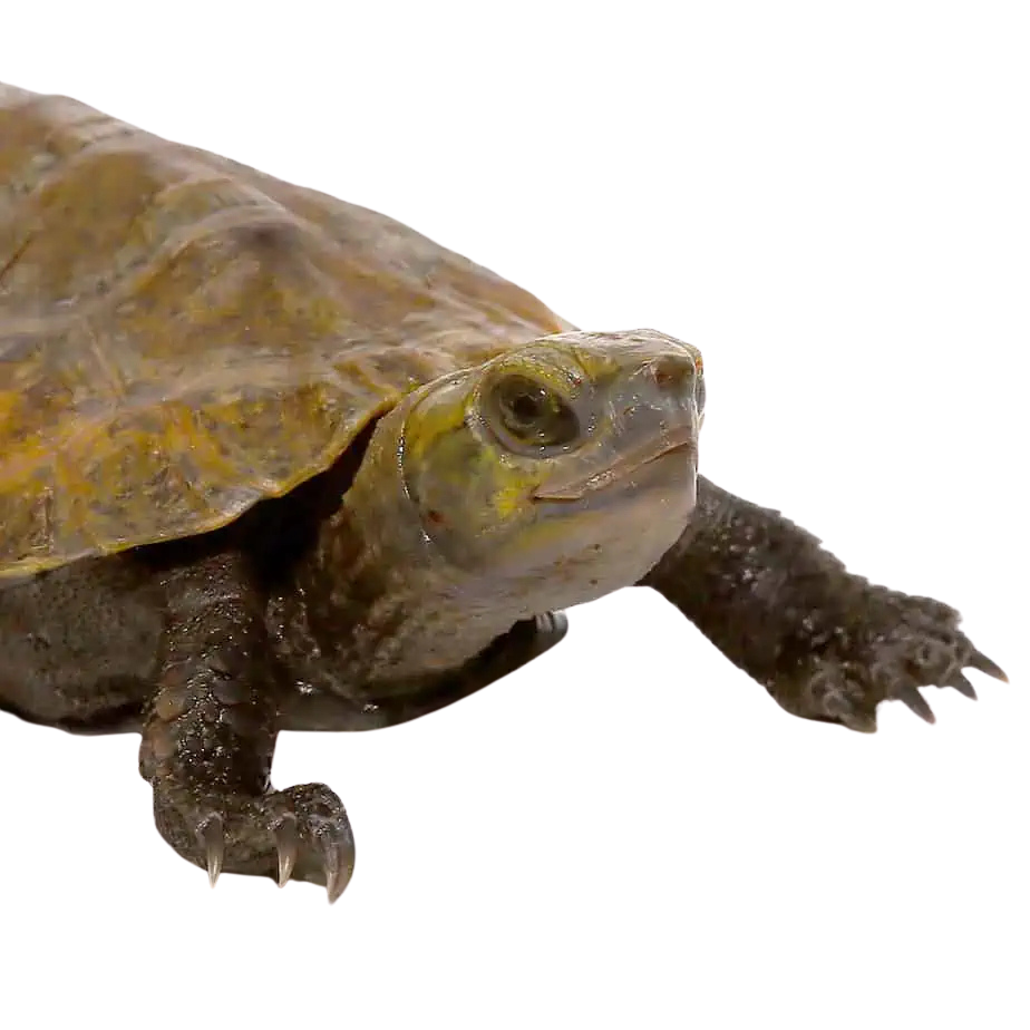 baby-japanese-wood-turtle (2) baby japanese wood turtle 2