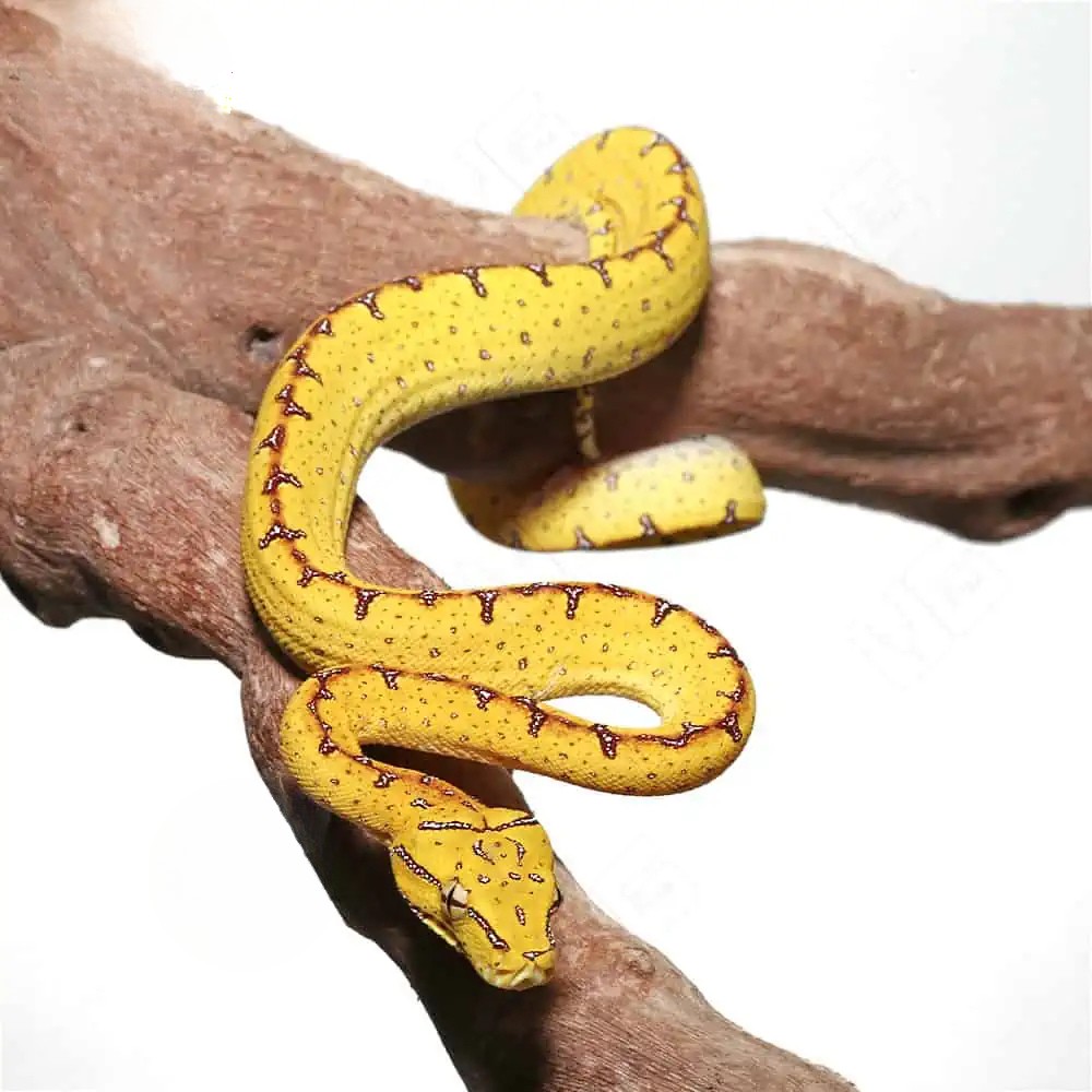 baby-jayapura-green-tree-python (1) baby jayapura green tree python 1