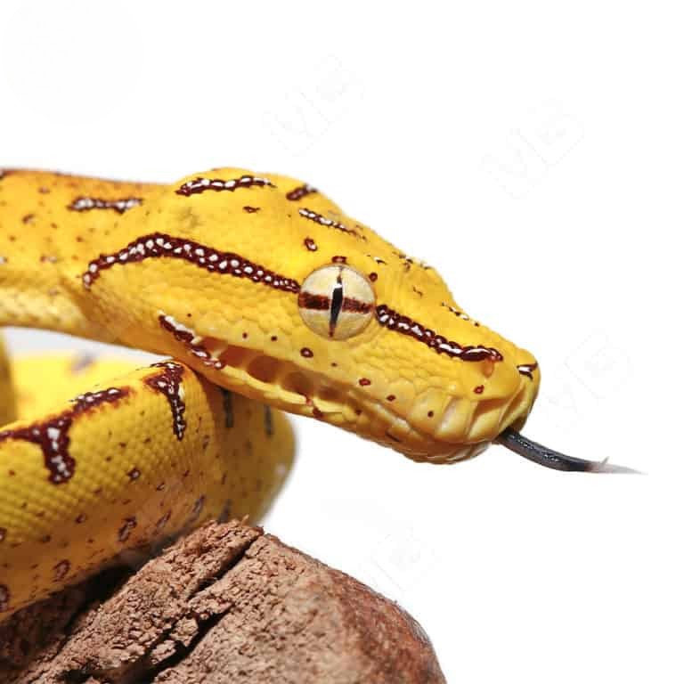 baby-jayapura-green-tree-python (2) baby jayapura green tree python 2