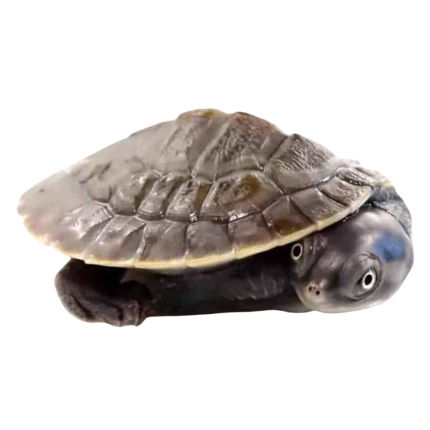Baby Krefft’s Sideneck Turtle