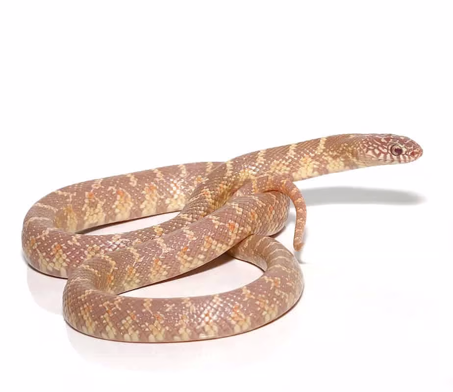 baby-lavender-florida-kingsnake baby lavender florida kingsnake e1746949844232