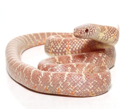 Baby Lavender Poss Het Mosaic Whiteside Florida Kingsnake