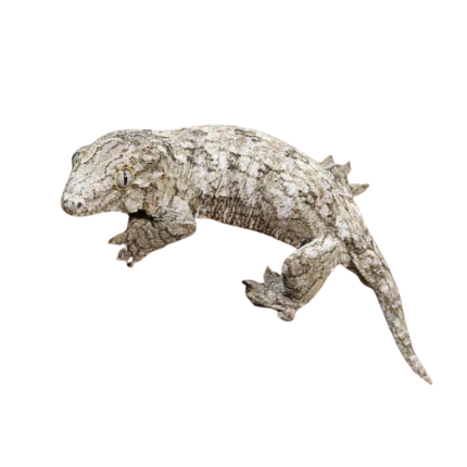 Baby Leachianus Gecko #2