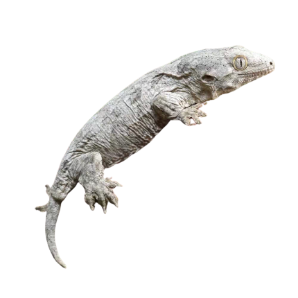 Baby Leachianus Gecko #3