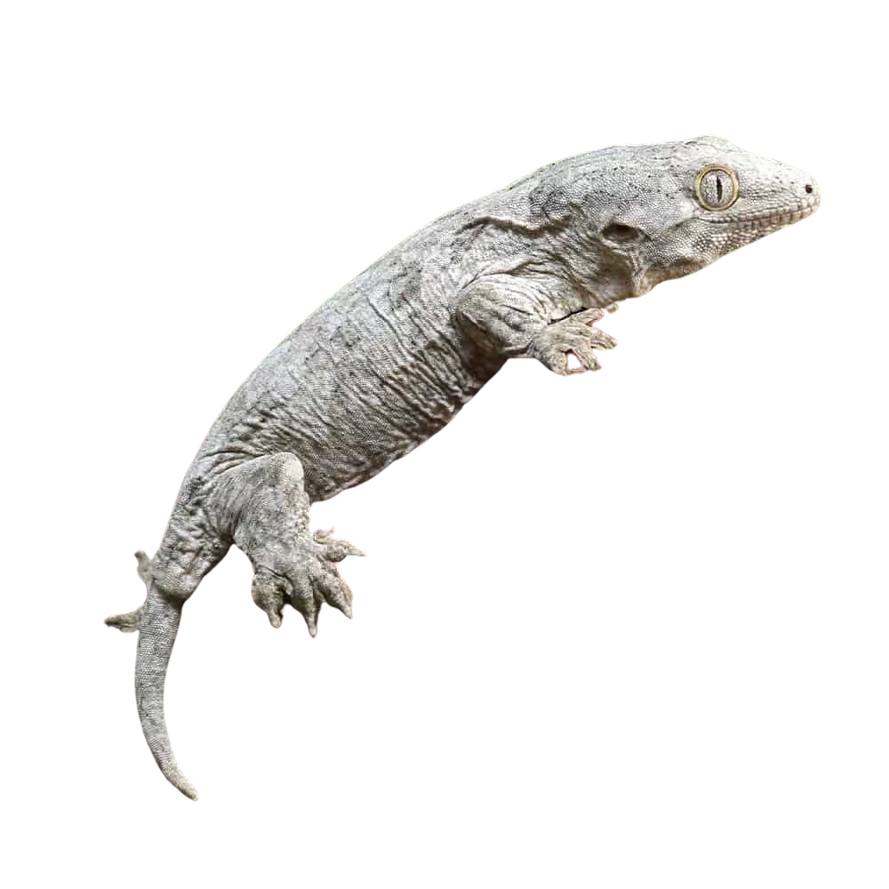 baby-leachianus-gecko-3 (1) baby leachianus gecko 3 1