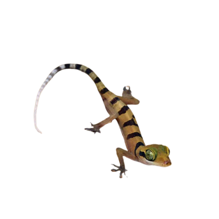 Baby Lekaqul’s Bent Toe Gecko