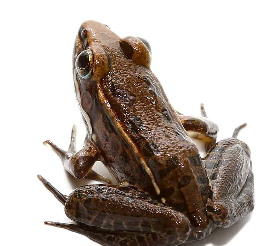 baby-leopard-frog baby leopard frog e1745521151892