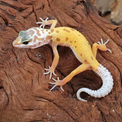 Baby Leucistic Leopard Gecko