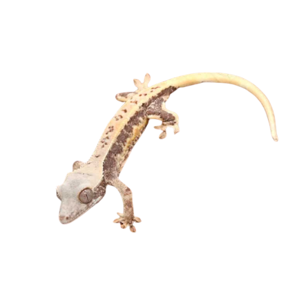 Baby Lilly White Crested Gecko #1