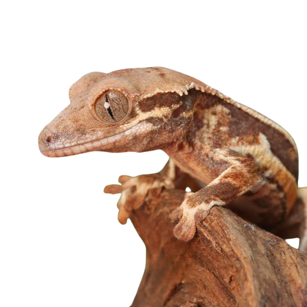 Baby Lilly White Crested Gecko