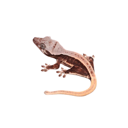 Baby Lilly White Crested Gecko #3
