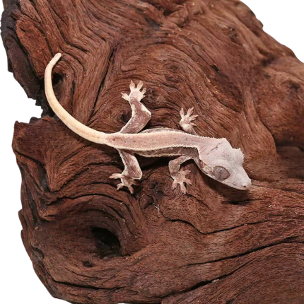 Baby Lilly White Crested Gecko #5
