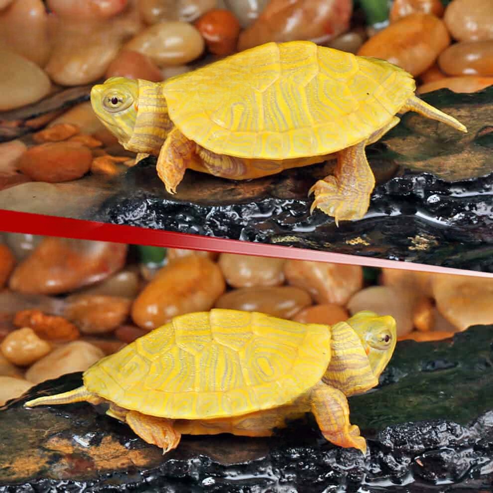 baby-lime-rio-grande-red-ear-slider-turtle baby lime rio grande red ear slider turtle