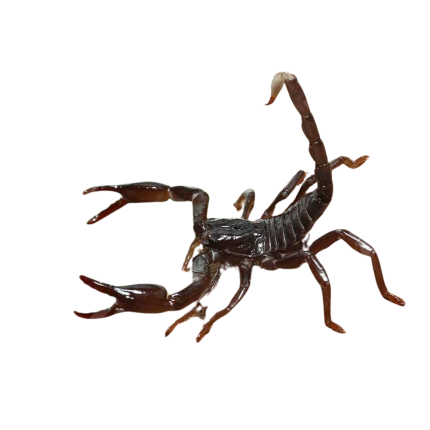 Baby Long Claw Forest Scorpion