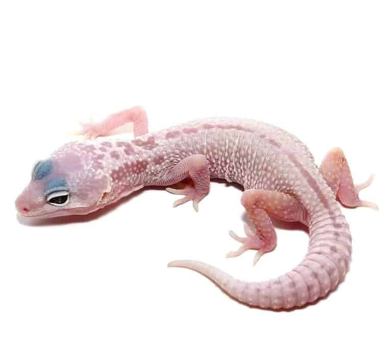 baby-mack-snow-leucistic-leopard-gecko baby mack snow leucistic leopard gecko e1747674756595