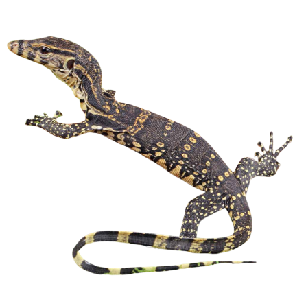 Baby Madura Island Asian Water Monitor