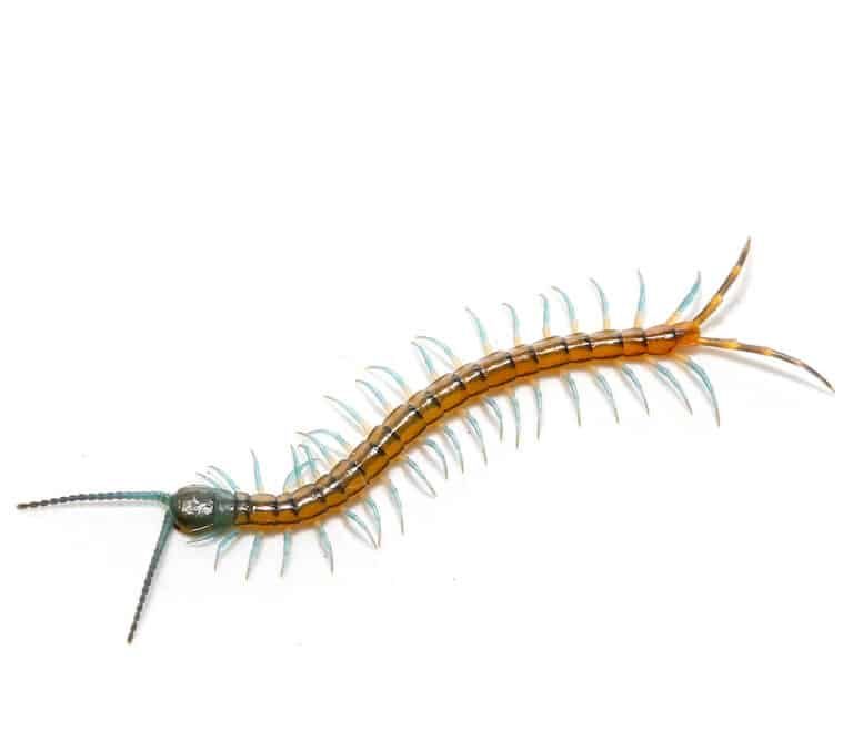 baby-malayan-forest-centipede baby malayan forest centipede e1748251883202