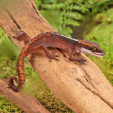Baby Malaysian Cat Eye Gecko