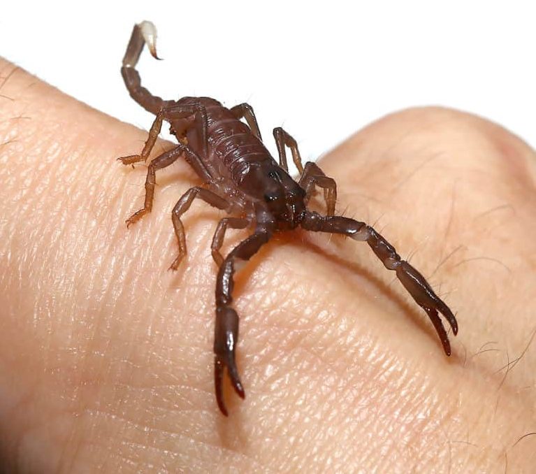 baby-malaysian-forest-scorpion (1) baby malaysian forest scorpion 1 e1749465533136