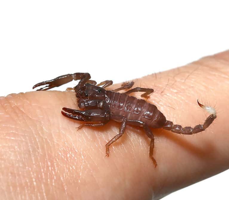 baby-malaysian-forest-scorpion (2) baby malaysian forest scorpion 2 e1749465519786