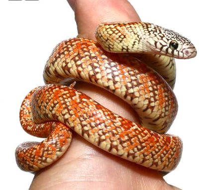 Baby Male Florida Hypo Kingsnake