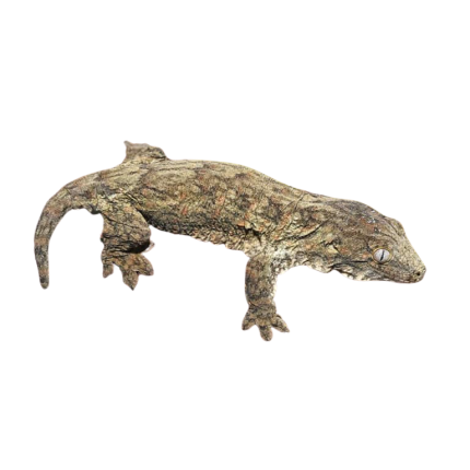 Baby Melanistic Leachianus Gecko