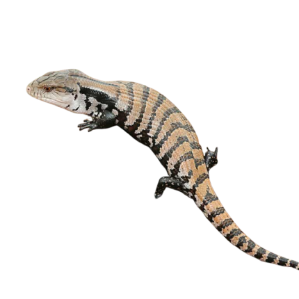 Baby Merauke Blue Tongue Skink