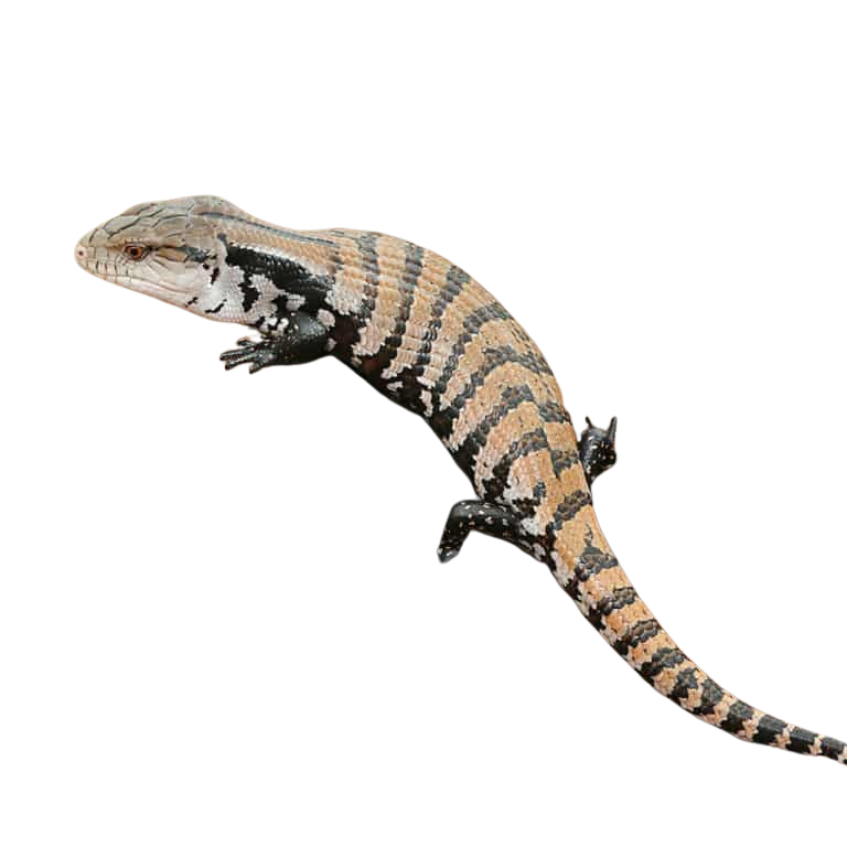 baby-merauke-blue-tongue-skink (1) baby merauke blue tongue skink 1
