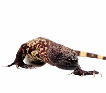 Baby Mexican Beaded Lizard