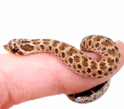 Baby Mexican Hognose Snake