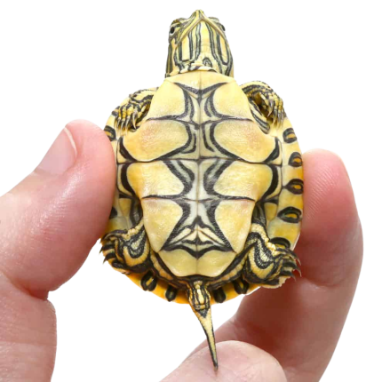Baby Mexican Ornate Slider Turtle