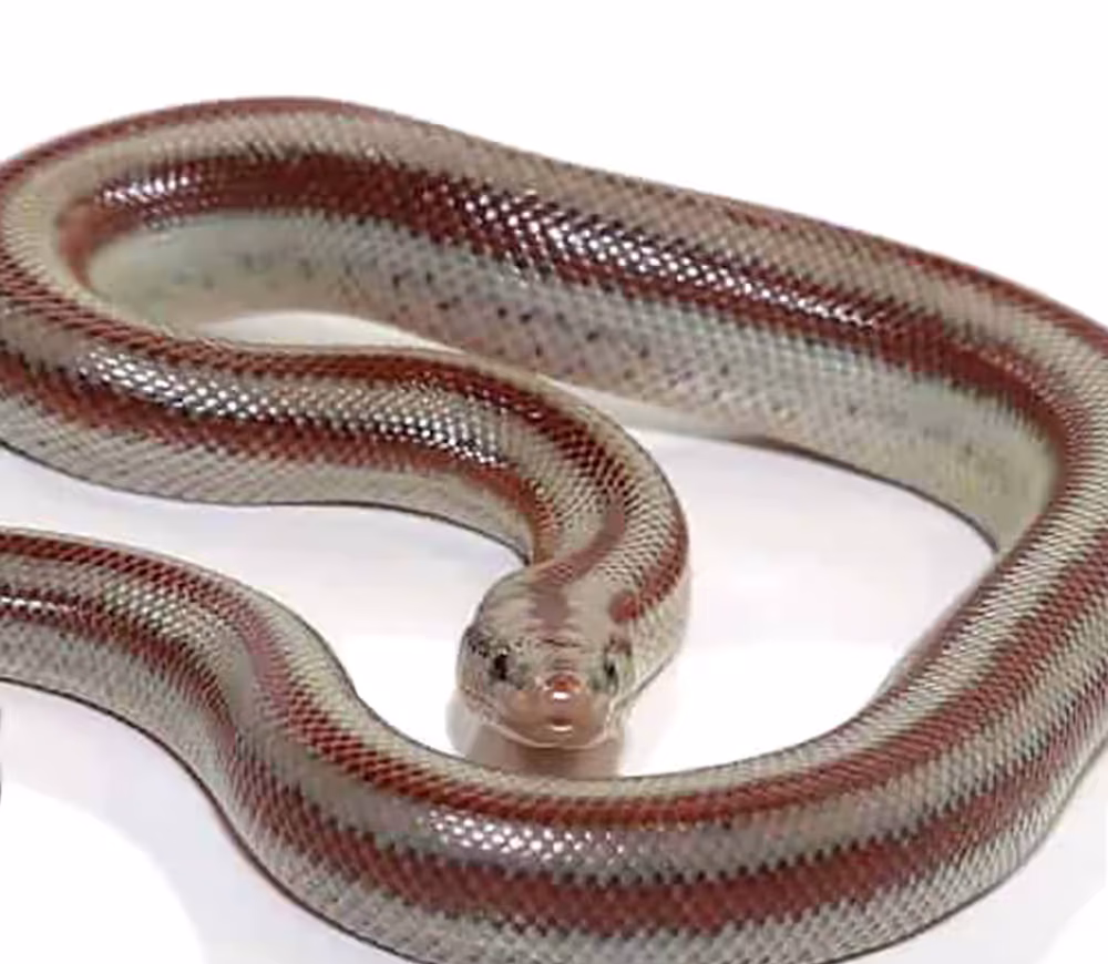 baby-mexican-rosy-boa baby mexican rosy boa e1747303779346