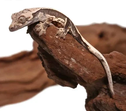 Baby Mocha Bold Pinstripe Crested Gecko