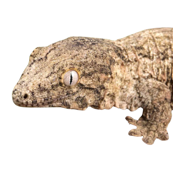 Baby Moro Island Leachianus Gecko