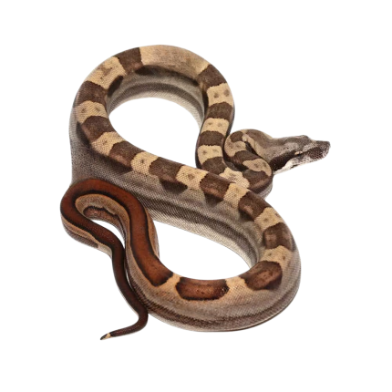 Baby Motley Harlequin Jungle Poss Het Kahl Albino Colombian Boa #5